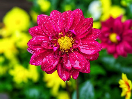 Open for the Long Weekend! Rain, Shine, or Snow! 😉 Achetez vos plantes, un manteau sur le dos!