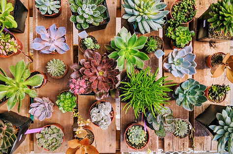Succulents, plants, garden center