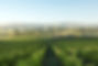 Greystone_Vineyard_View_2048x2048.jpg
