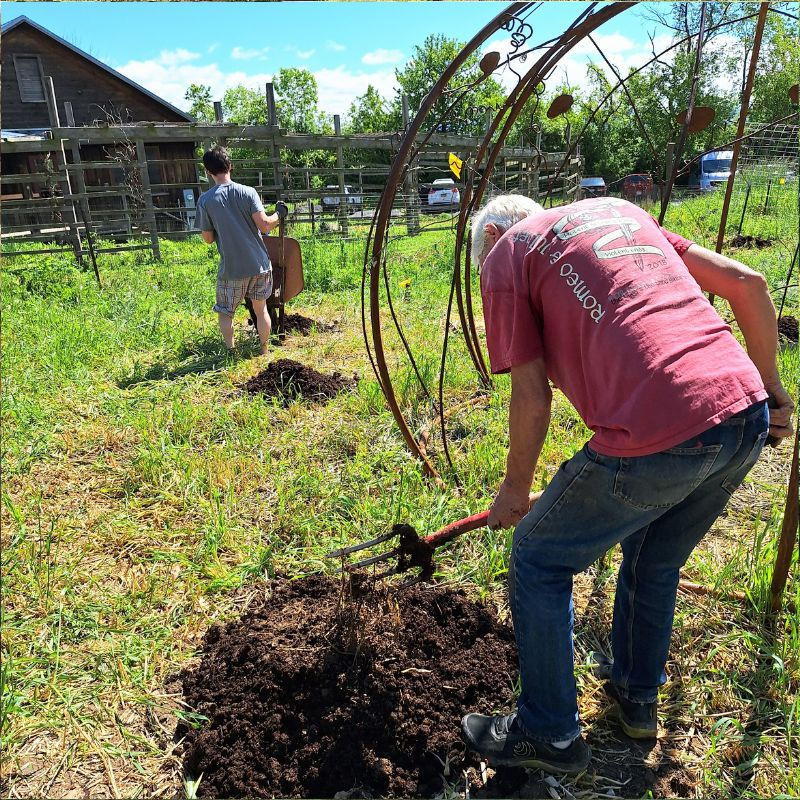 Otto and Ollie preparing nice rich beds for the young gourd plants.