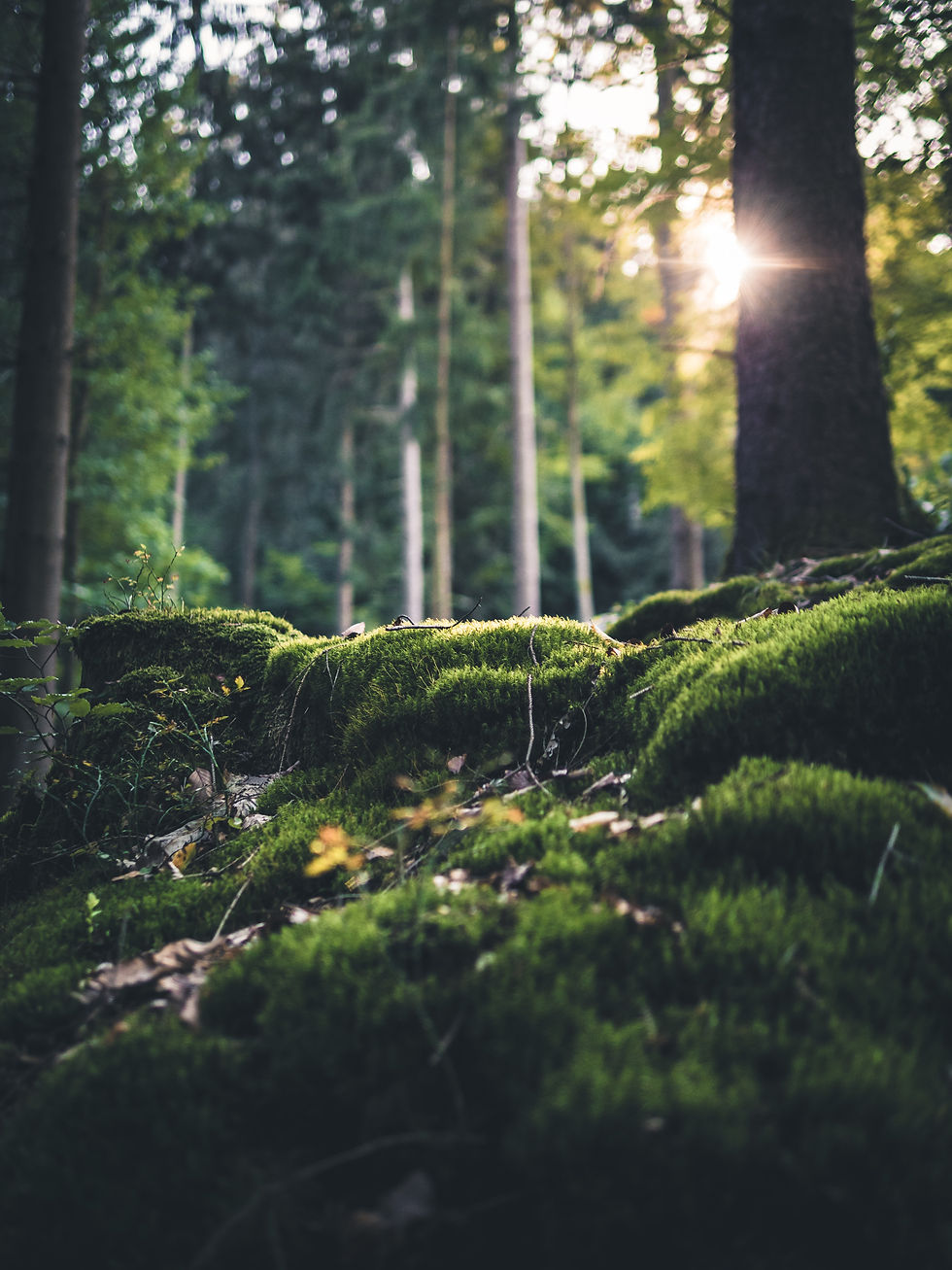 Forêt couverte de mousse où perce un rayon de lumière.