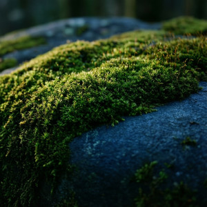 Compromisso com Sustentabilidade