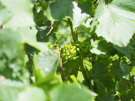 ヴィニュロンの一年 <2023年7月>