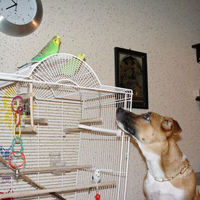 Buffy liebt unsere Wellensittiche