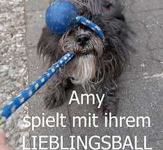 Amy spielt 235x235.jpg