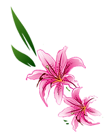 flower.png