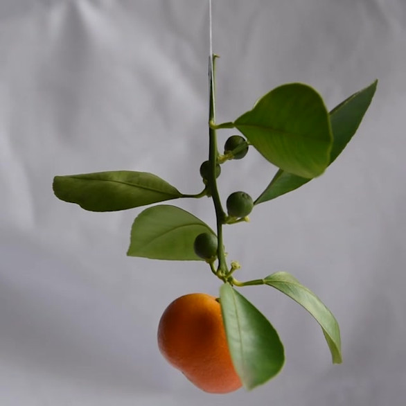 untitled image