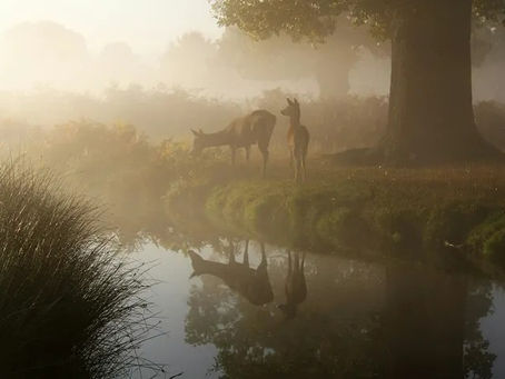Religion for Deer