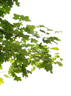 arbre-branche-png-6.png