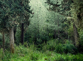 Tranquil forest