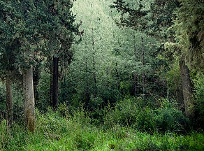 Tranquil forest