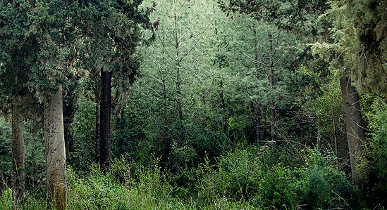 Tranquil forest