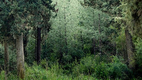 Behavioral Health Programs for Veterans