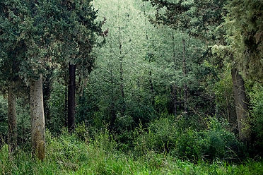 Tranquil forest