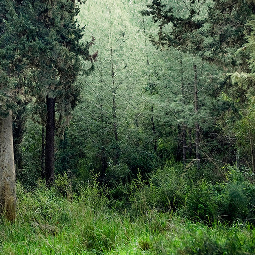 Pine Woods Conservation Group