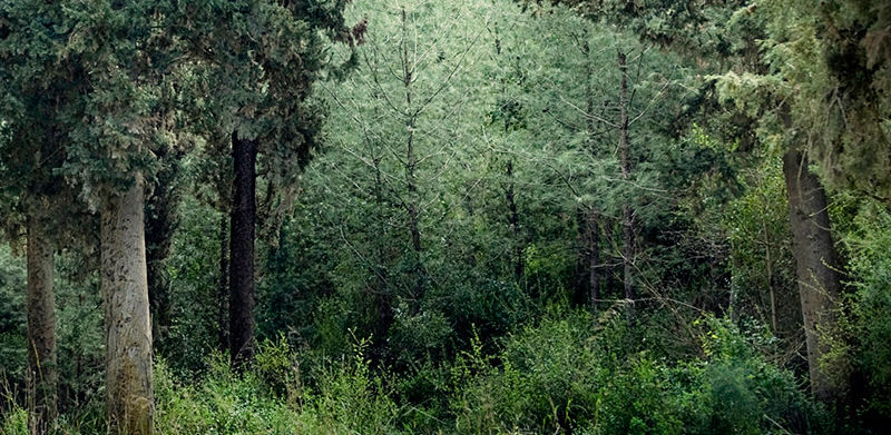 Tranquil forest