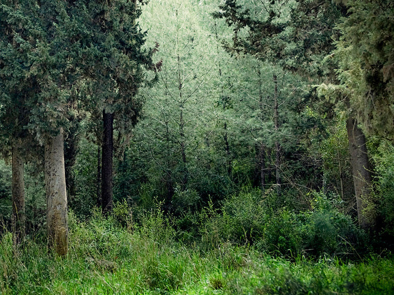 Tranquil forest