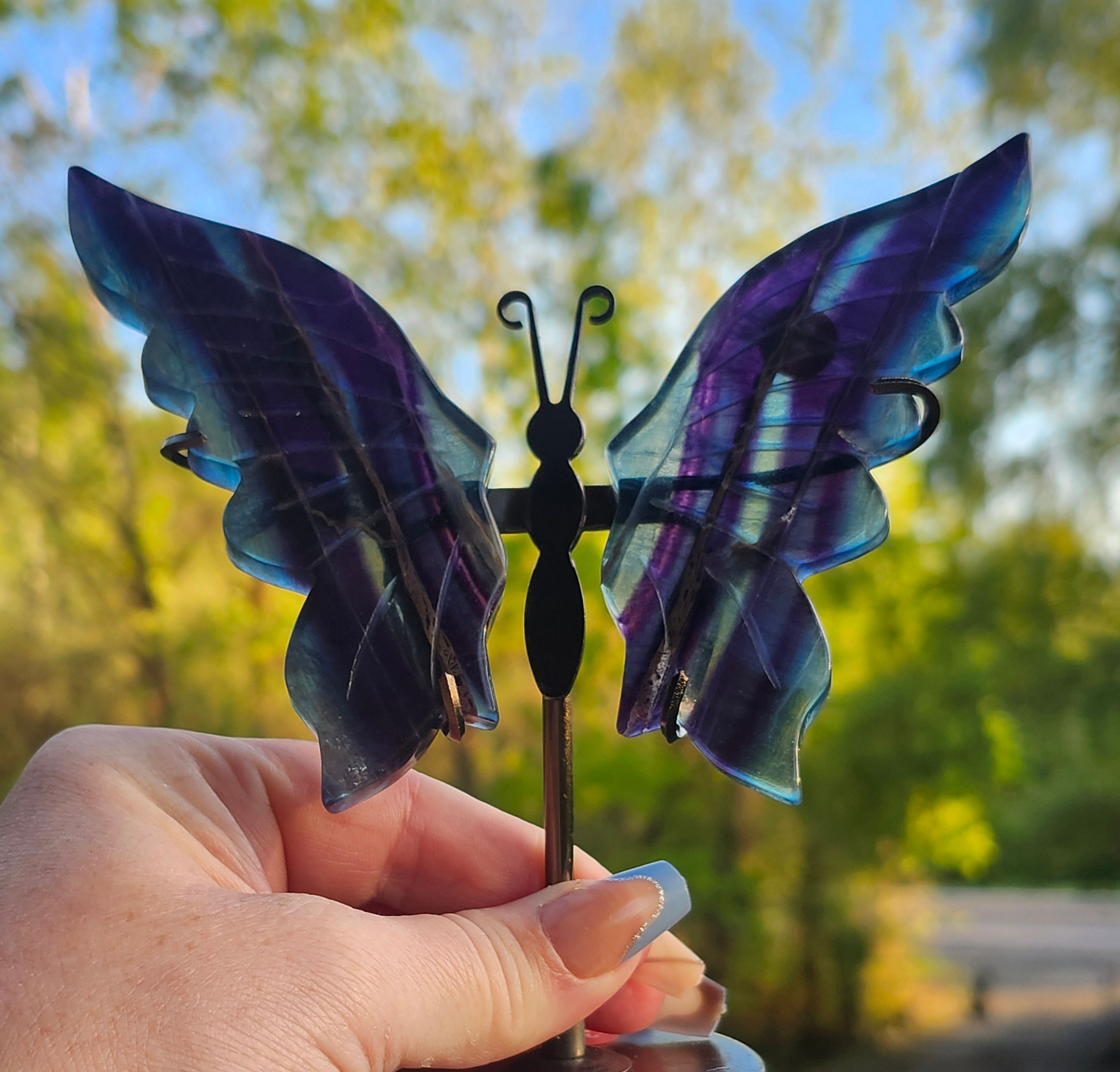 Deep Banded Fluorite Butterfly w/Stand