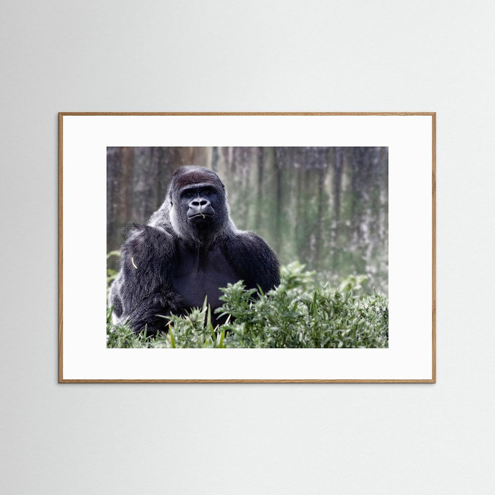 Thumbnail: Silverback