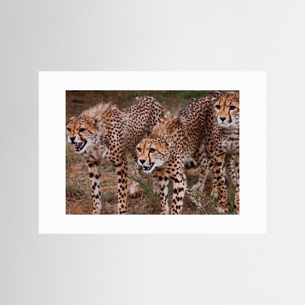 Thumbnail: Three cheetahs