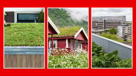 Green Roofs and Living Walls: The Future of Urban Green Spaces