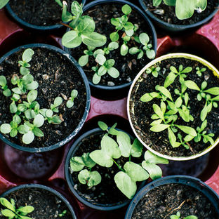 Growing Green: Understanding the Basics of Sustainable Gardening