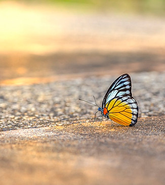 orange gull depicting transformation