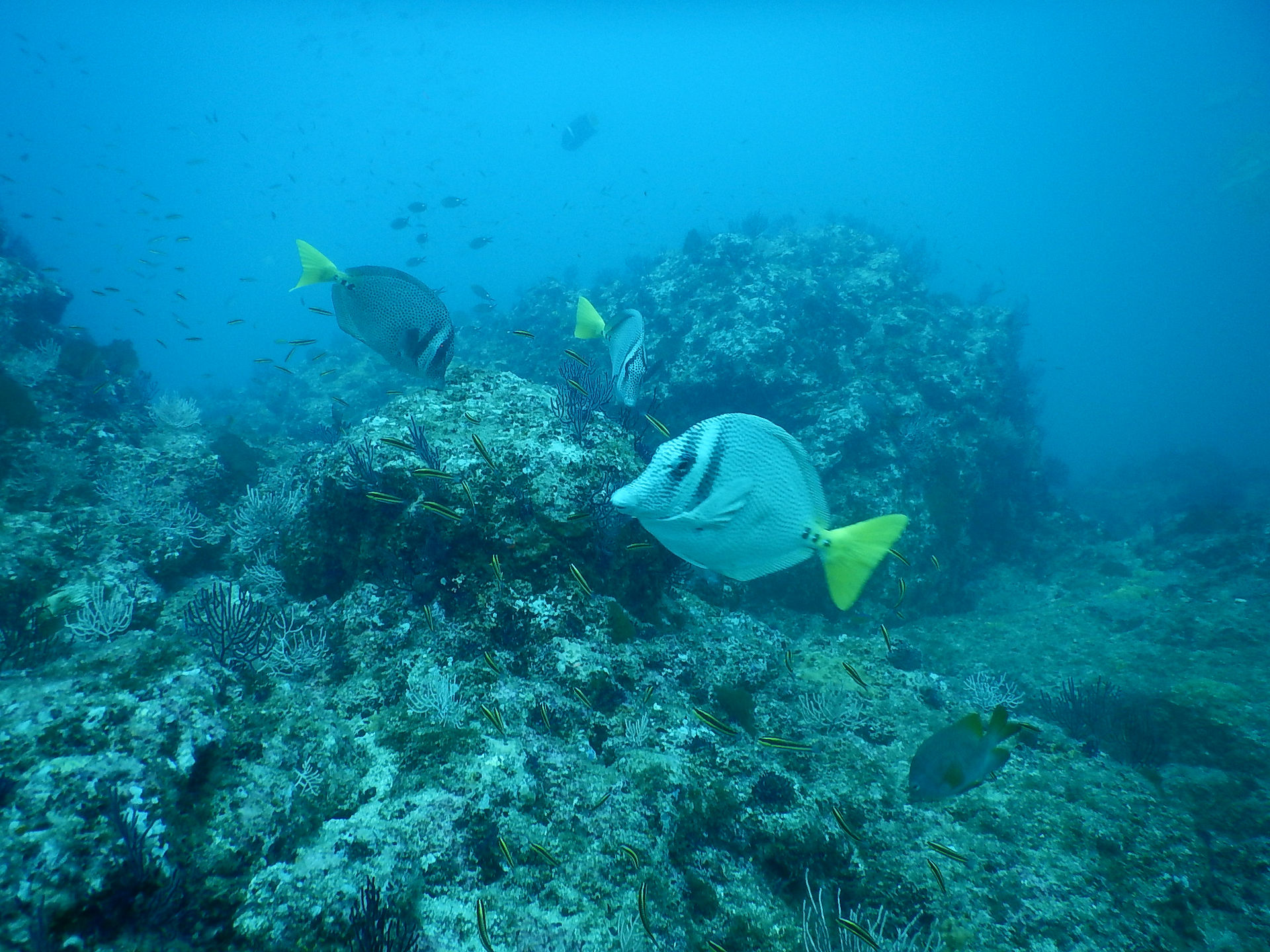 Endless tropical fish among the coral under the waters at Marietas Island.