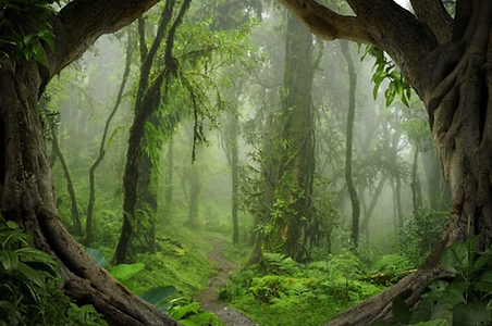 Märchen Wald