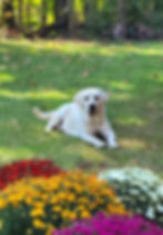 Sierra Oct Flower Pict
