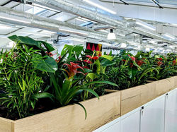 Office Plants Maintenance London
