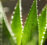 Biophilic Design, London