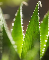 Biophilic Design, London