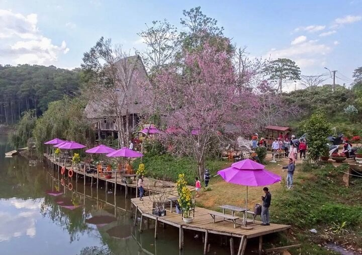 Mang Den is beautiful in cherry blossom season.
