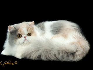 Victoriascat De La Peaches & Crème has a new home