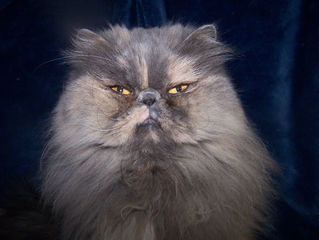 Retired Show Cat Blue ByU