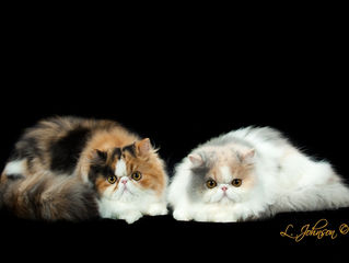 THE BEAUTIFUL SISTERS - HOT CHILIES and PEACHES