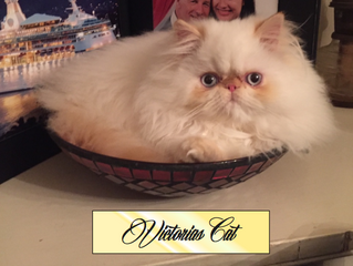 My Cats Love This Bowl!!