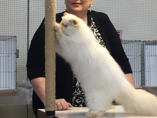 Show at York Pennsylvania