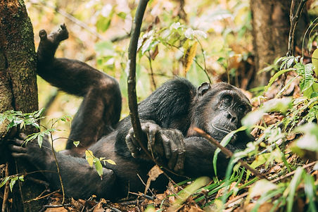 One of the chimps from the chimp population of Mahale-Large.jpg