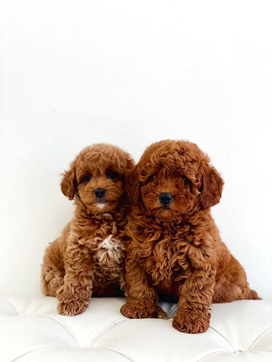 Royalty Puppies