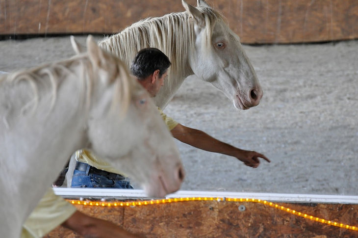 Un manager qui donne la direction à un cheval blanc en liberté dans un manège