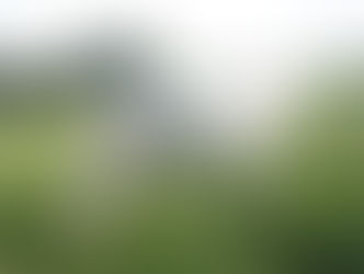 Un cheval blanc marche dans un pré d'herbe verte haute, il regarde l'horizon vers lequel il se dirige
