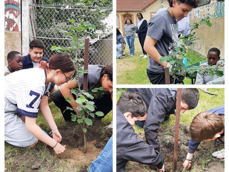 Plantation d'un arbre au Patronage Ados