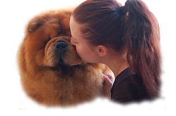 chow chow en españa,chow chow  en toledo,shadows of the dynasty chows,thor,