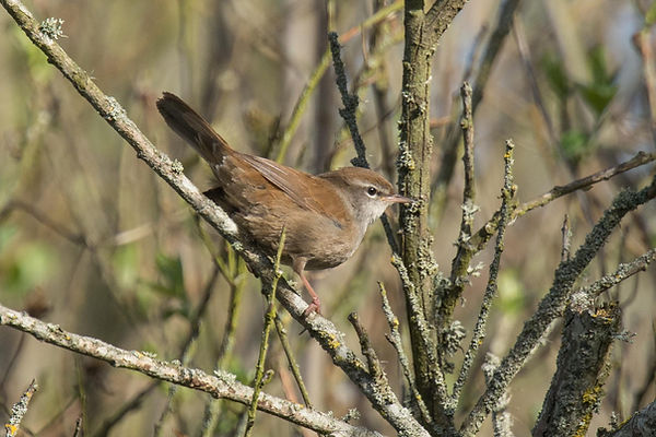 20260406-2341-cettis warbler-2341.jpg