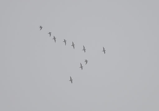20130310-golden plover.jpg