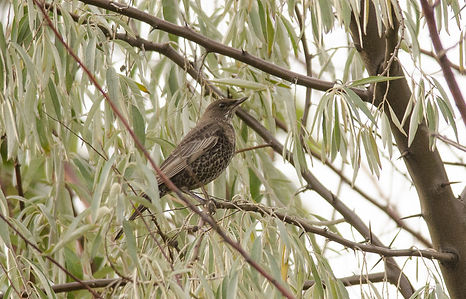 20151024-0949-ring ouzel (1 of 1).jpg