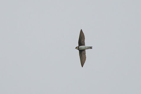 20260312-9051-sand martin-9051.jpg