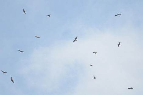 20130929-buzzard flock.JPG